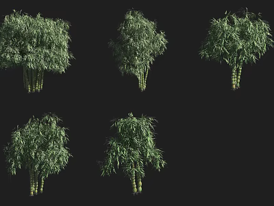 Multiple Bamboo Plants Showcasing Various Natural Growth Patterns And Forms 3d model