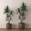 Two Tall Indoor Bonsai Potted Plants With Green Leaves Slender Branches In Brown Woven Pots