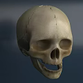 High Quality Human Skull Model Medical Device For Anatomical Education And Training