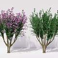 Modern plant crape myrtle clump trees 3d model