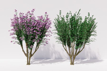 Modern plant crape myrtle clump trees 3d model