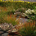Lush Shrubs In Sunlit Garden With Succulents Orange Grass And Stone Pathway