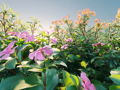 Vibrant Pink Flowers And Green Leafy Plants In Sunlight With Blue Sky Background 3d model