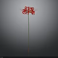Red Flower With Slender Stem And Radiant Petals On Gradient Gray Black Background