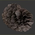 Dark Brown Pine Cone With Scaly Texture On Gray Gradient Reflective Surface 3d model