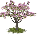 Beautiful Flowering Arbor With Pink Blossoms Green Grass Under Blue Sky