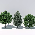 Three Green Arbor Trees With Different Canopy Shapes On White Background 3d model