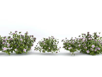 Lush Green Flowering Bushes With Purple Blooms In Garden Setting 3d model