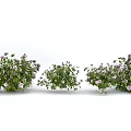 Lush Green Flowering Bushes With Purple Blooms In Garden Setting