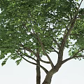 Tall Arbor With Green Leafy Canopy And Brown Trunk On White Background 3d model