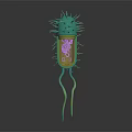 Green Organ Structure With Hair Like Projections And Detailed Golden Core