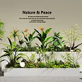 Assorted Indoor Plant Combination With White Planters And Nature Peace Greenery