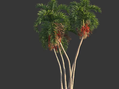 Tall Palm Trees with Green Fronds Red Fruits and White Trunks 3d model