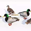 Colorful Reptiles With Green Heads Brown Bodies And Red Feet Group