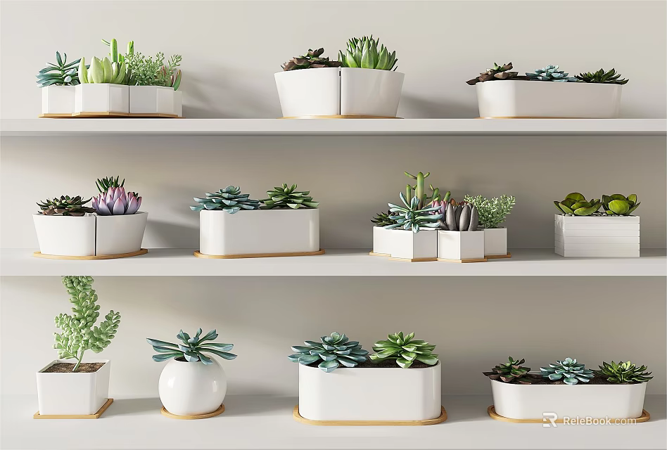 Bonsai Potted Plants Displayed on White Shelves with Succulents and Various Shaped Pots 3d model 