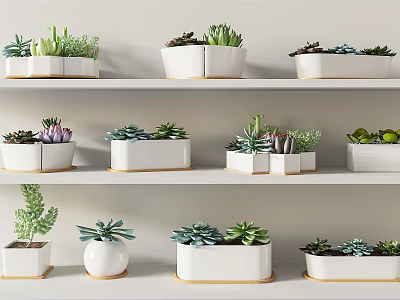 Bonsai Potted Plants Displayed on White Shelves with Succulents and Various Shaped Pots 3d model