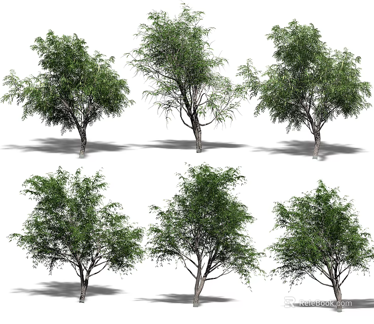 Various Arbor Trees Featuring Green Foliage And Different Growth Forms On White Background 3d model