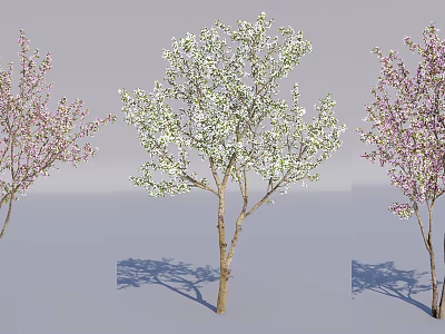 Three Flowering Trees With White And Pink Blossoms And Shadows On Gray Background 3d model