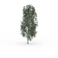 Single Green Tree Standing Tall Against Plain White Background in Isolated Scene 3d model