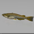 Golden Freshwater Fish With Shiny Silver Body And Orange Tail On Dark Background