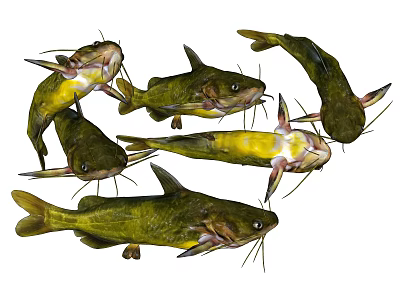 Aquatic Animals Featuring Freshwater Catfish with Yellow Bellies Green Bodies and Whiskers 3d model