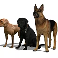 Three Friendly Dogs Standing Together Yellow Black Labrador And German Shepherd
