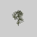 Arbor With Lush Green Foliage Slender Trunk And Human Silhouette For Scale