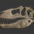Ancient Dinosaur Skull Fossil With Intricate Bone Structure And Sharp Teeth