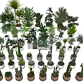 Diverse Bonsai and Potted Plants in White and Brown Ceramic Pots Displayed Against Black Background