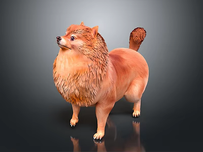 Brown Pomeranian Dog With Fluffy Fur Standing On Dark Background With Reflection 3d model