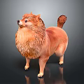 Brown Pomeranian Dog With Fluffy Fur Standing On Dark Background With Reflection