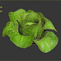 Healthy Green Lettuce With Fresh Plump Leaves And Vibrant Color On Dark Background