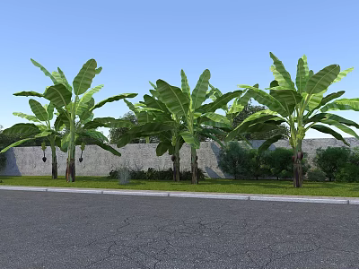Rural Landscape With Banana Trees Gray Wall Grass And Paved Road Under Blue Sky 3d model