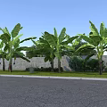 Rural Landscape With Banana Trees Gray Wall Grass And Paved Road Under Blue Sky