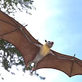 Flying Bat With Spread Wings Soaring Through Green Forest Canopy 3d model