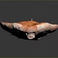 Orange Red Ray with Flat Body and Dark Spots on Black Background Showing Reflection