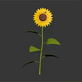 Yellow Sunflower in Ceramic Vase with Green Stem Leaves and Black Background Reflection