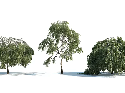 Three Arbor Willow Trees with Drooping Branches and Lush Green Foliage 3d model