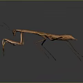 Detailed Brown Praying Mantis Standing on Dark Reflective Background with Long Legs