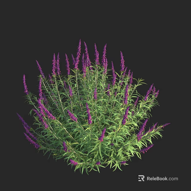 Vibrant Purple Flowering Shrub With Green Leaves And Round Growth Habit 3d model 