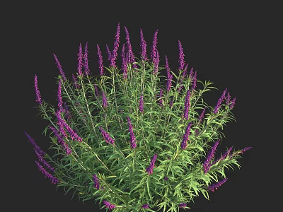Vibrant Purple Flowering Shrub With Green Leaves And Round Growth Habit 3d model