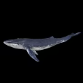 Large Aquatic Animal Whale Swimming Gracefully Against Black Background