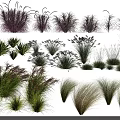Diverse Ornamental Grasses With Purple Green White And Yellow Hues For Gardens