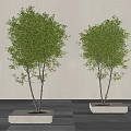 Modern Tree Pool Landscape Tree Courtyard Tree Pool Arbor 3d model