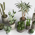 Bonsai Potted Plants Various Cacti And Succulents In Cement And Ceramic Pots