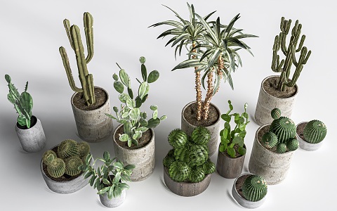 cactus combination succulent plant cactus landscape plant green plant potted plant 3d model