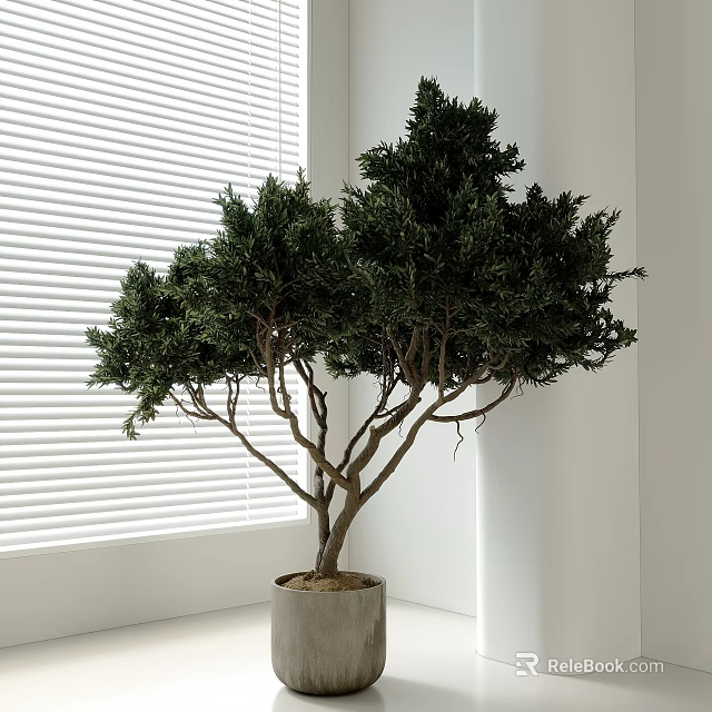 Modern Indoor Bonsai Tree In Concrete Pot With Lush Green Leaves By Window 3d model 