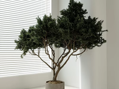 Modern Indoor Bonsai Tree In Concrete Pot With Lush Green Leaves By Window 3d model