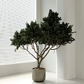 Modern Indoor Bonsai Tree In Concrete Pot With Lush Green Leaves By Window