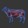 Cow Muscle Anatomy 3D Anatomical Model Showing Detailed Muscular Structure